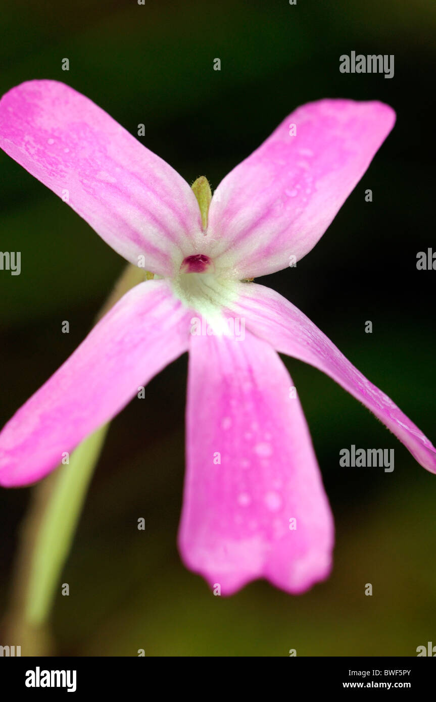 Pinguicula moranensis var. caudata pink flower perennial rosette forming insectivorous herb Stock Photo