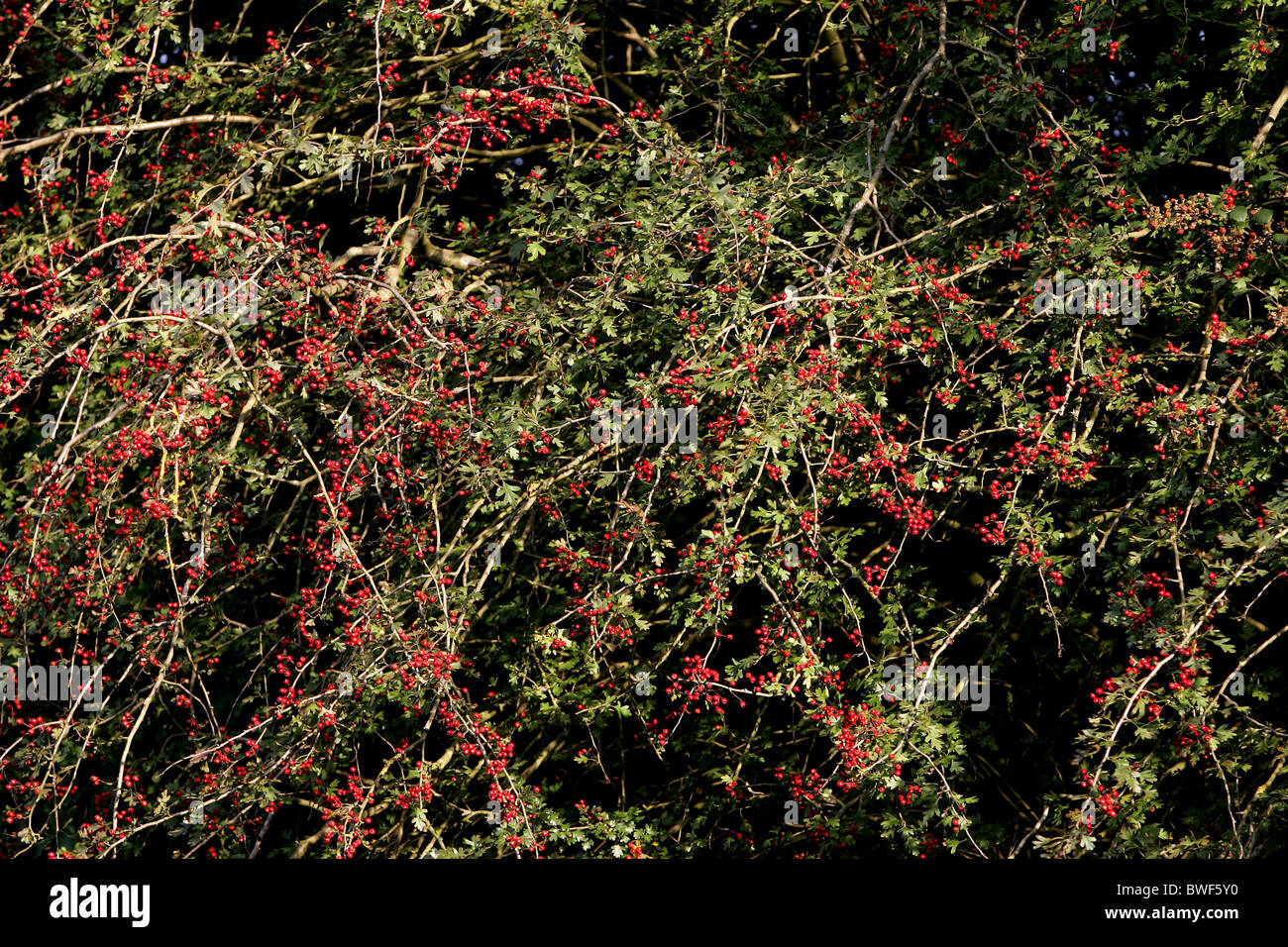 Cotoneaster shrub with lots of red berries Stock Photo