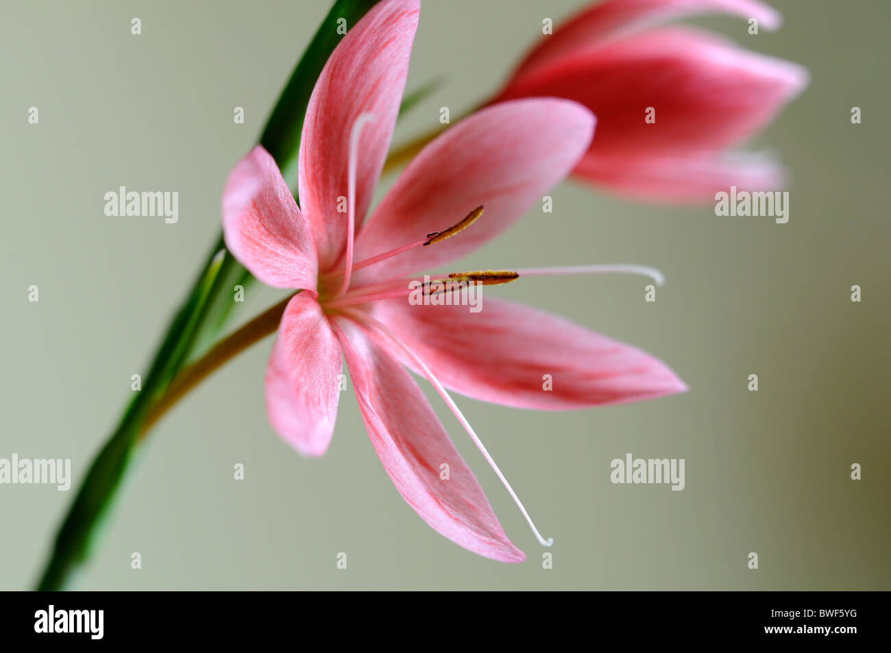 schizostylis coccinea salmon charm pink kaffir lily lilies flower