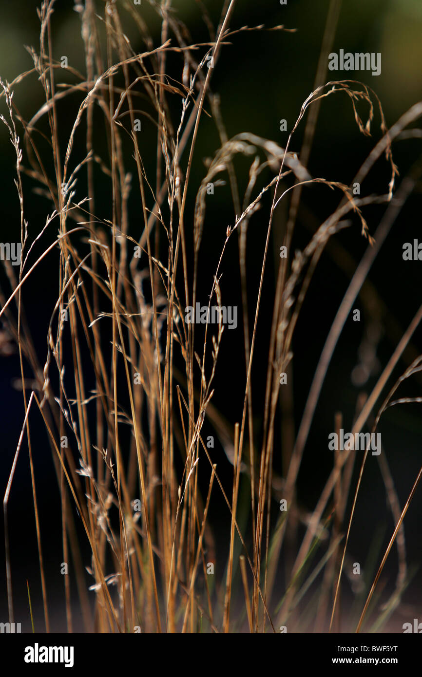 Calamagrostis x acutiflora Overdam tall strands of grass Stock Photo