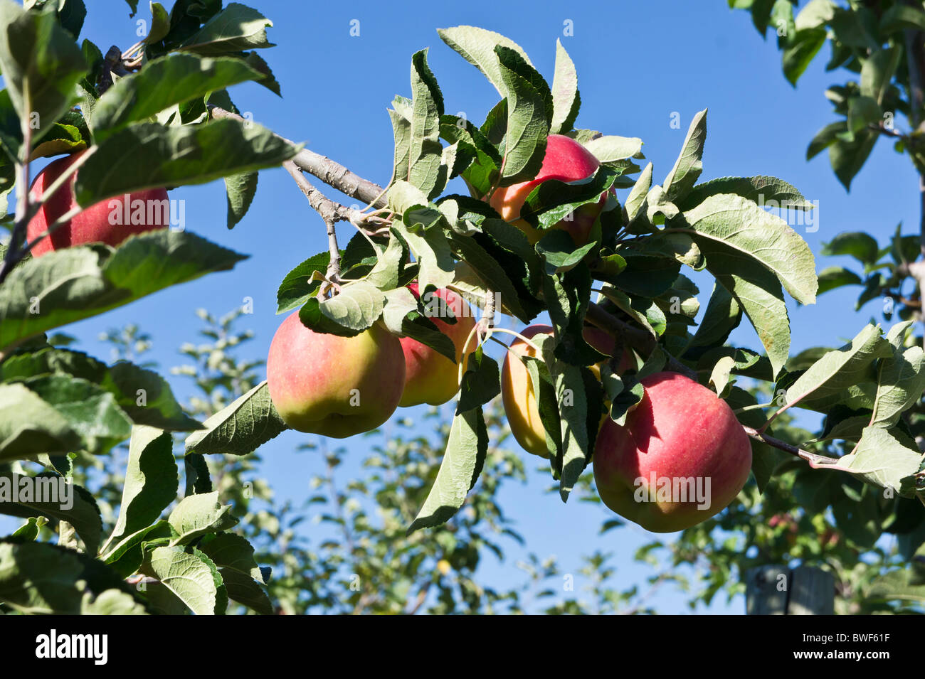 apple orchards Okanagan Canada Stock Photo Alamy