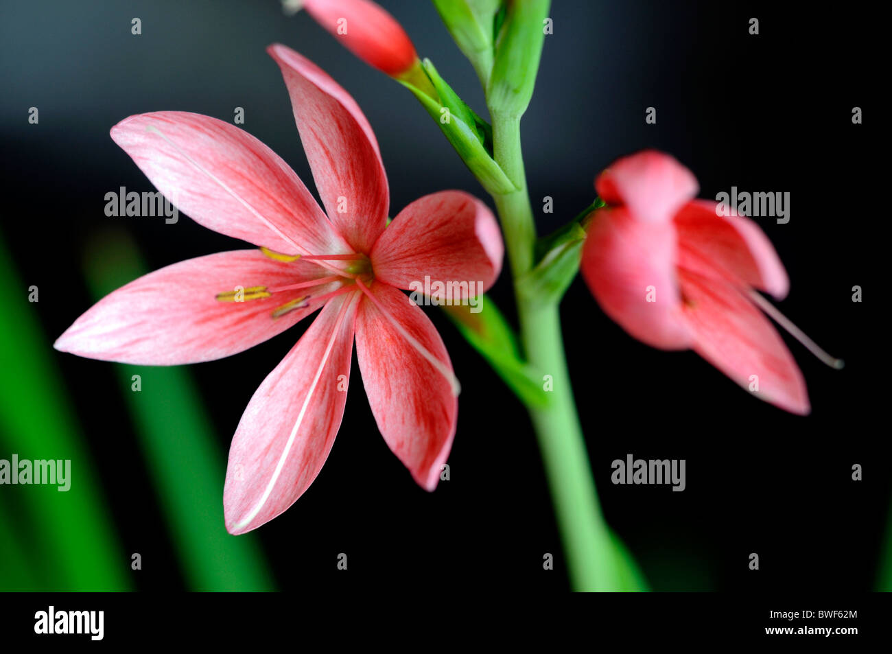 schizostylis coccinea salmon charm pink kaffir lily lilies flower
