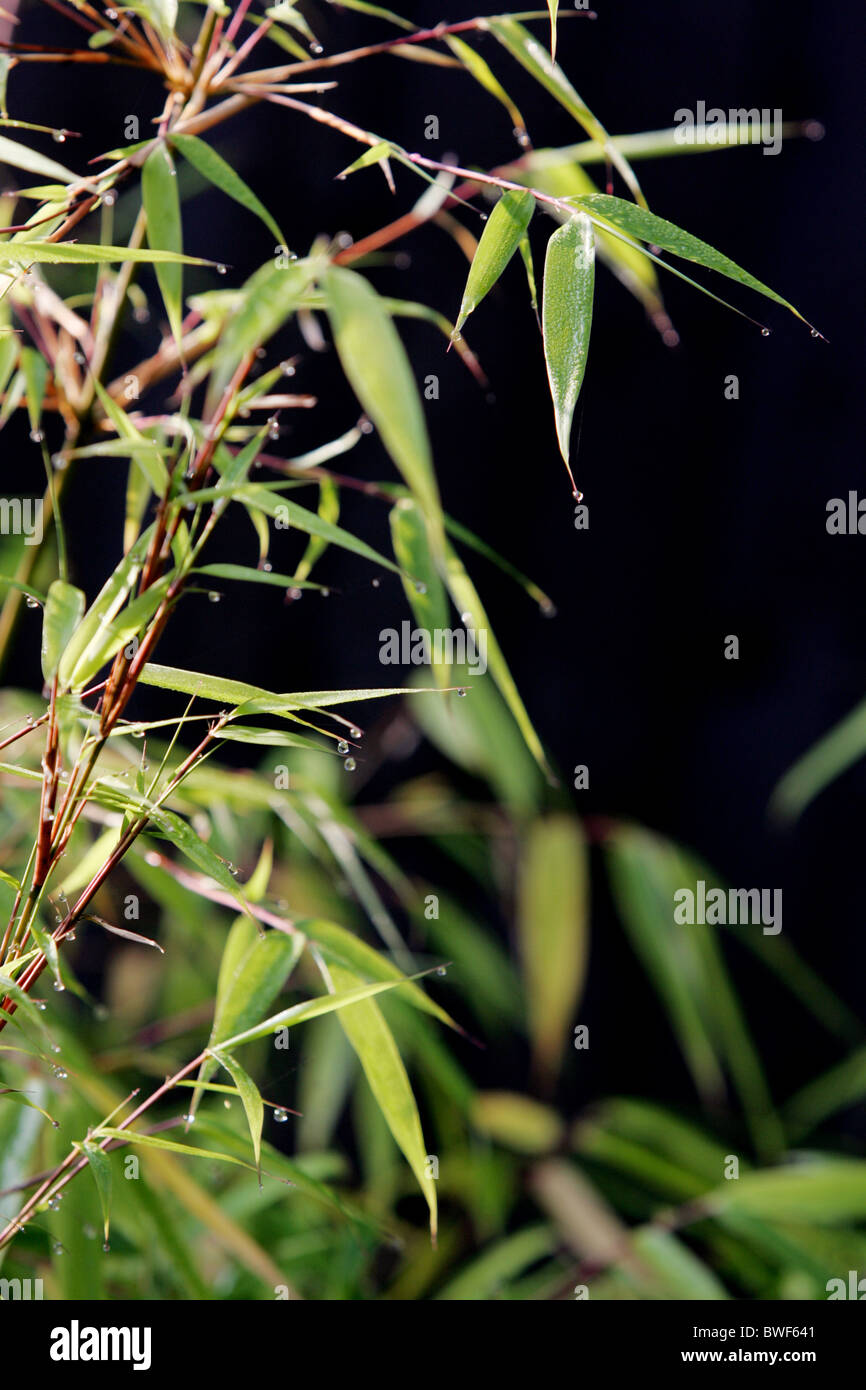 Bamboo leaves Stock Photo