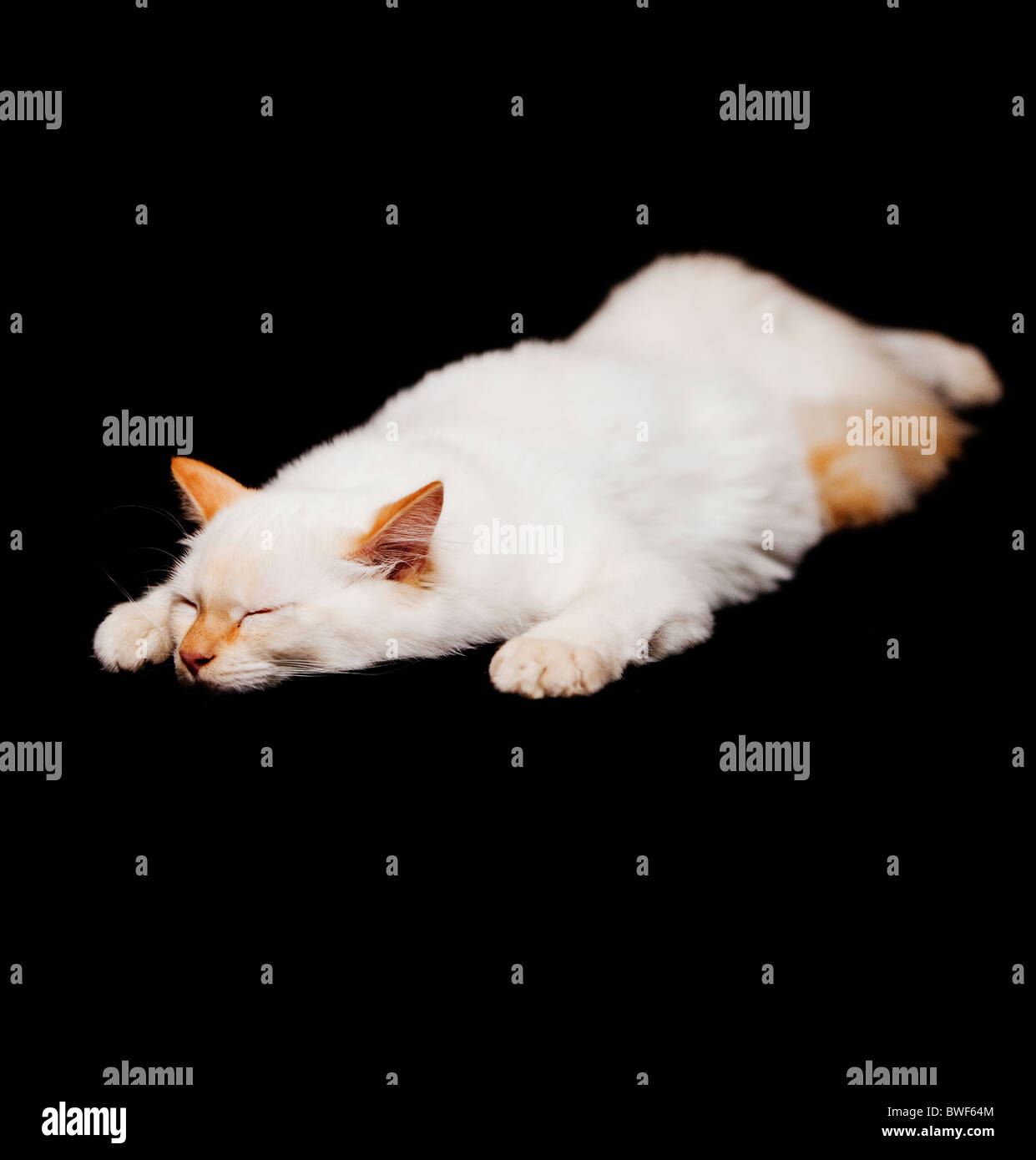 Cat sleeping on black background,Sweden Stock Photo