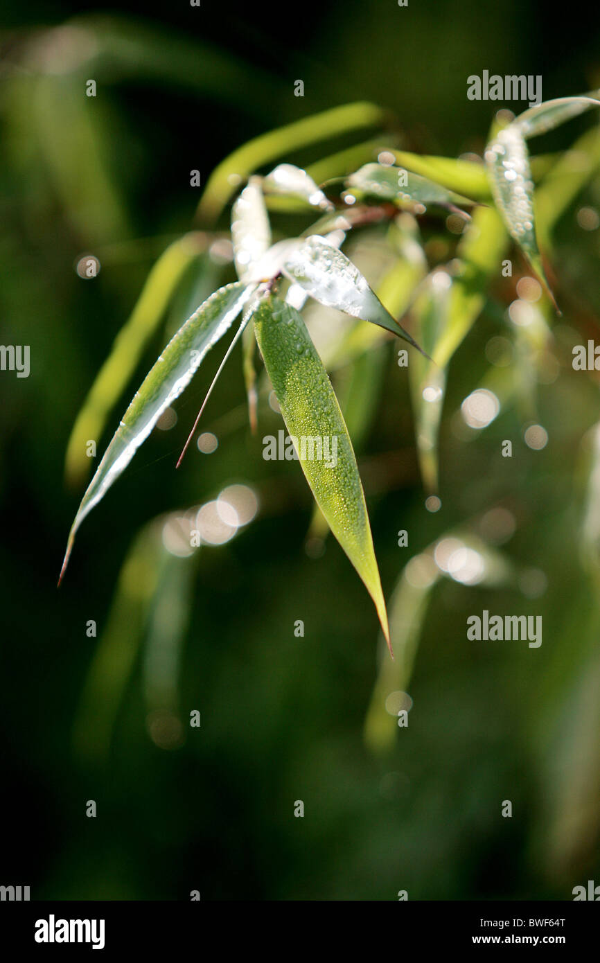 Bamboo leaves Stock Photo