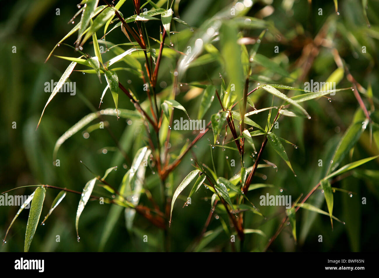 Bamboo leaves Stock Photo