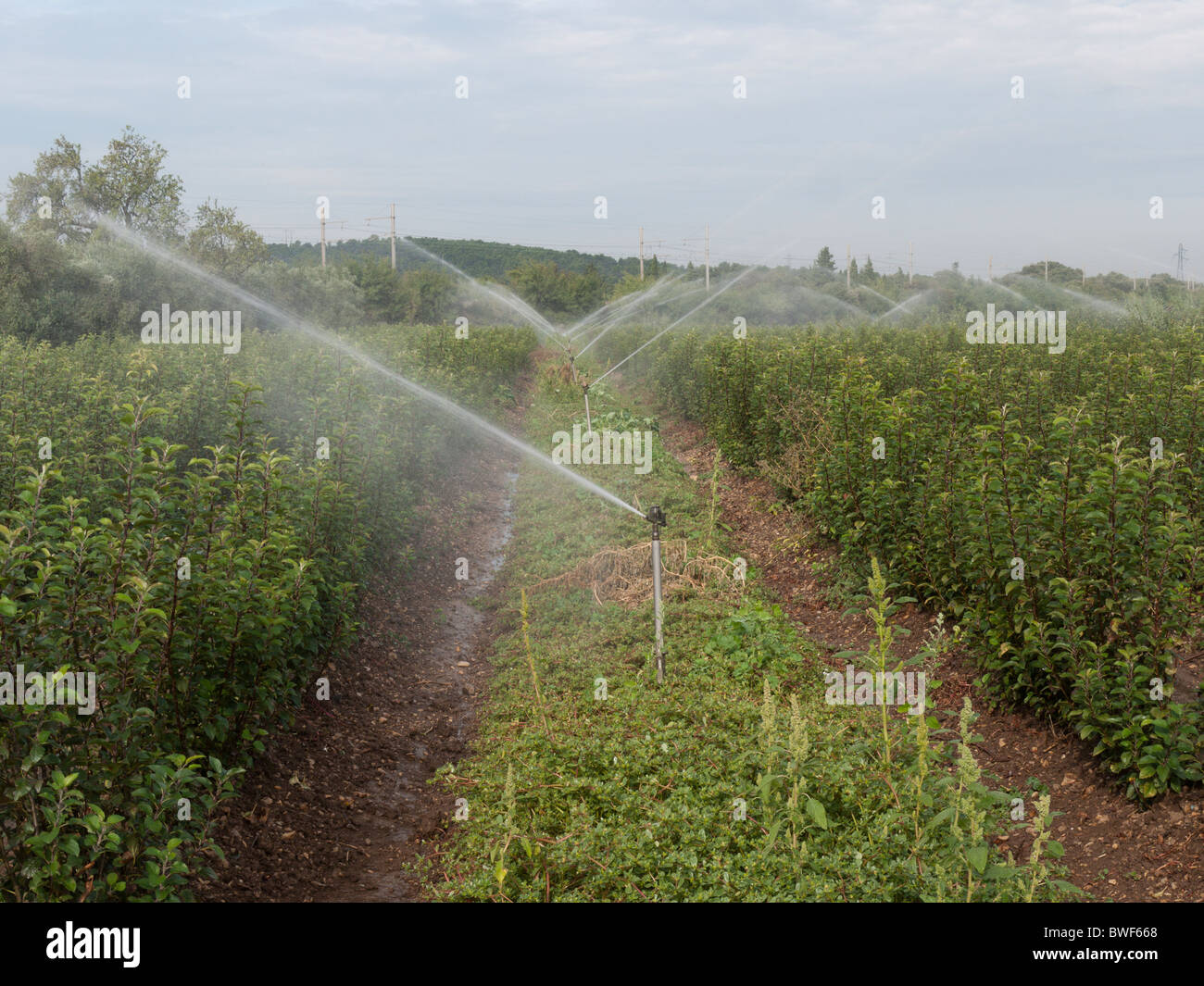 irrigation spray at work on crops in filed near Orange, France Stock