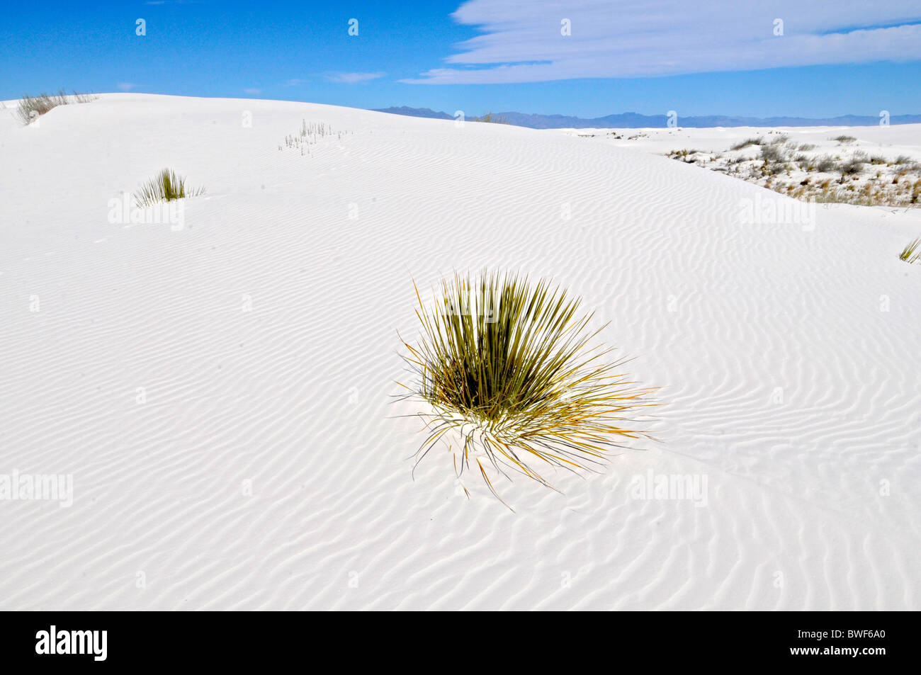 Plant growing in sand White Sands National Monument New Mexico Stock