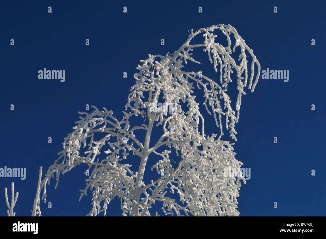 A tree in winter covered with snow and freezing rain in Canada. Stock Photo