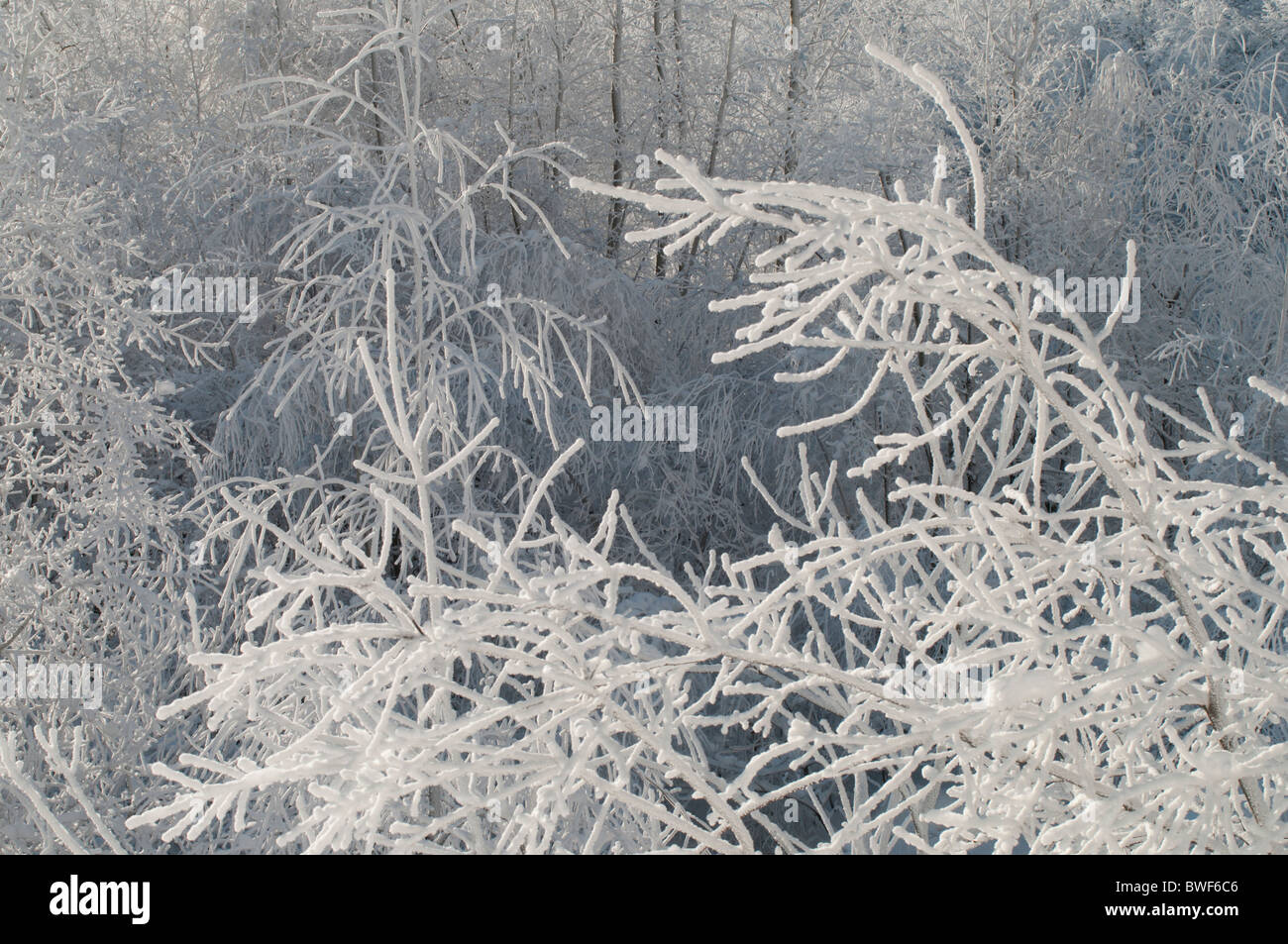 Winter in Canada after a snowfall followed by freezing rain. Stock Photo