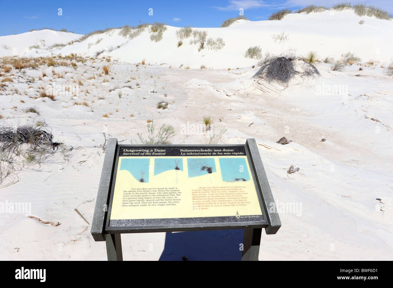 Nature Study Area White Sands National Monument New Mexico Stock Photo