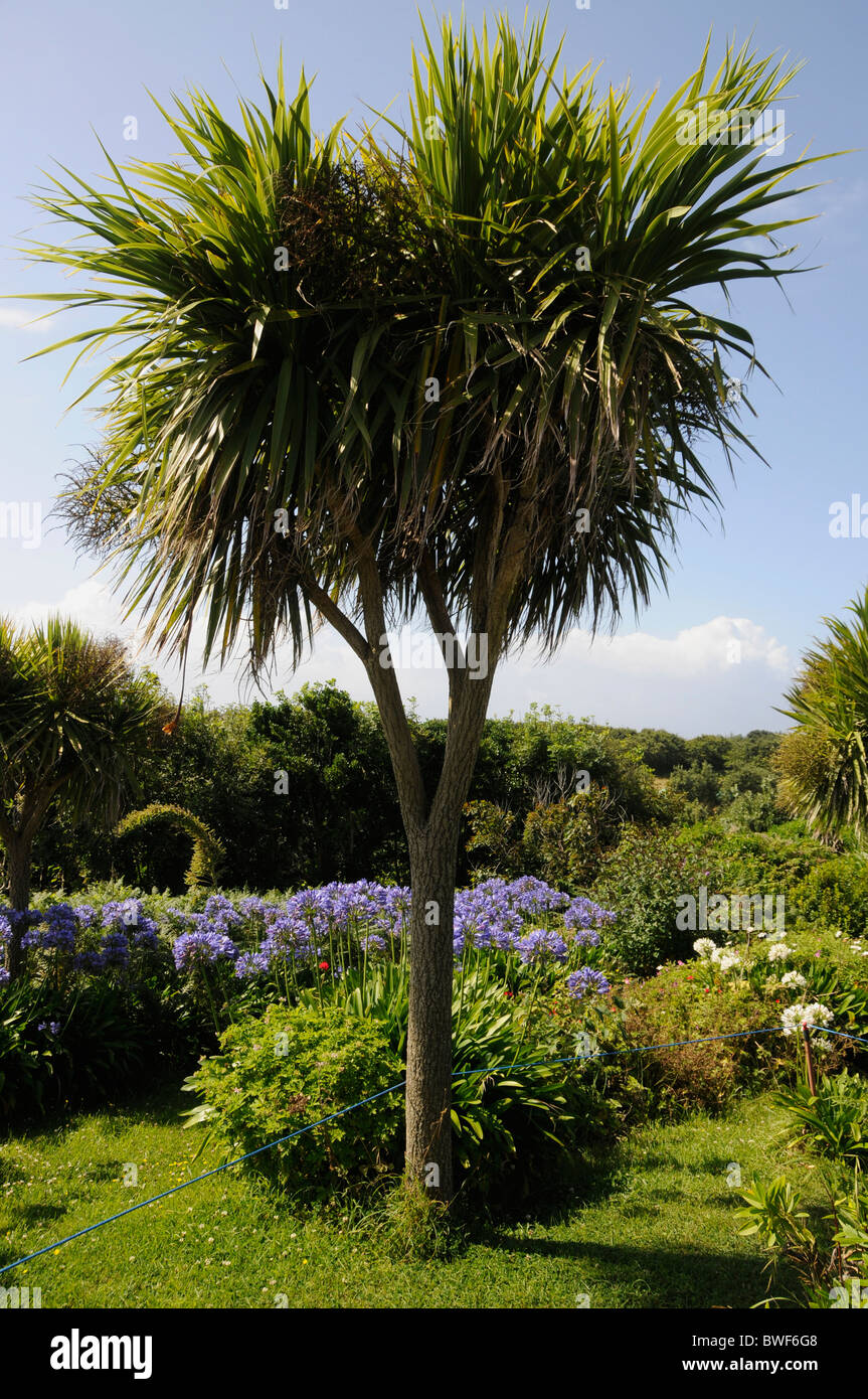 Isles of scilly palm tree hires stock photography and images Alamy