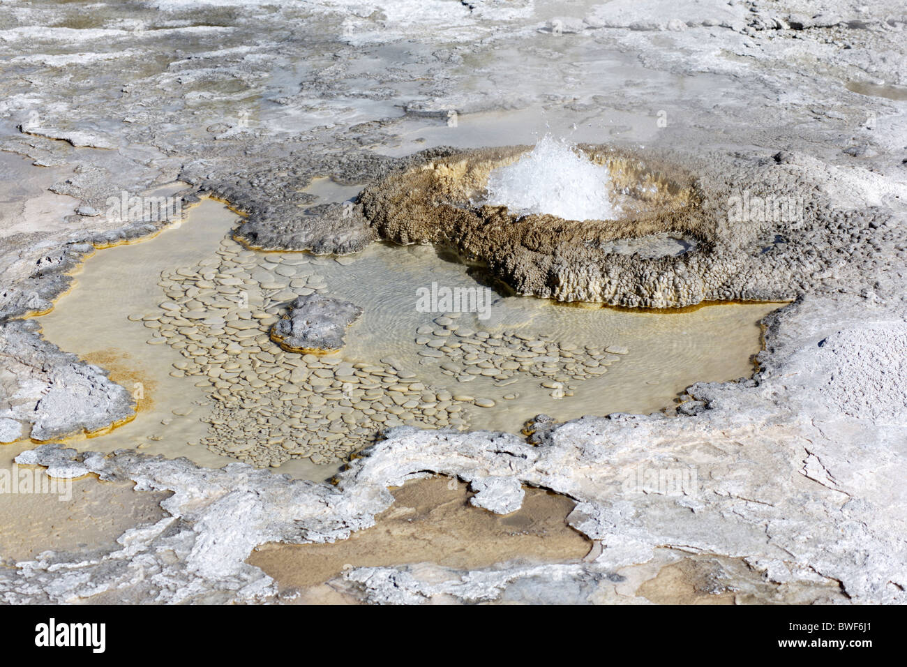 The Aurum Geyser near Old Faithful geyser in Yellowstone National Park in Wyoming, United States  Stock Photo