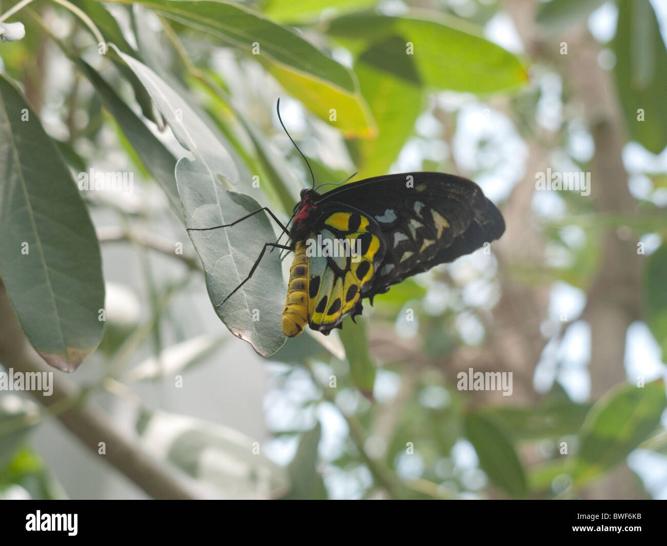 Large Butterfly in Key West Butterfly House in the Florida Keys