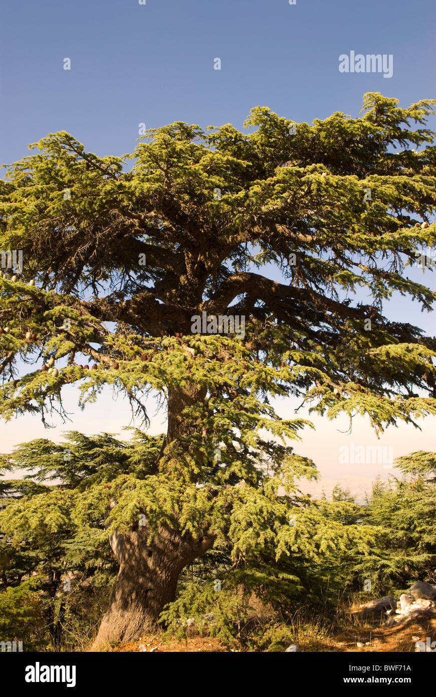 Cedar tree (Cedrus libani), Chouf Cedar Reserve, Chouf, LEBANON. Stock Photo