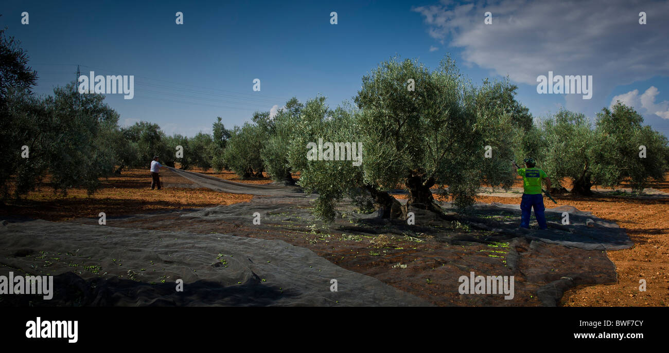 olive-trees-harvest-nets-in-hi-res-stock-photography-and-images-alamy