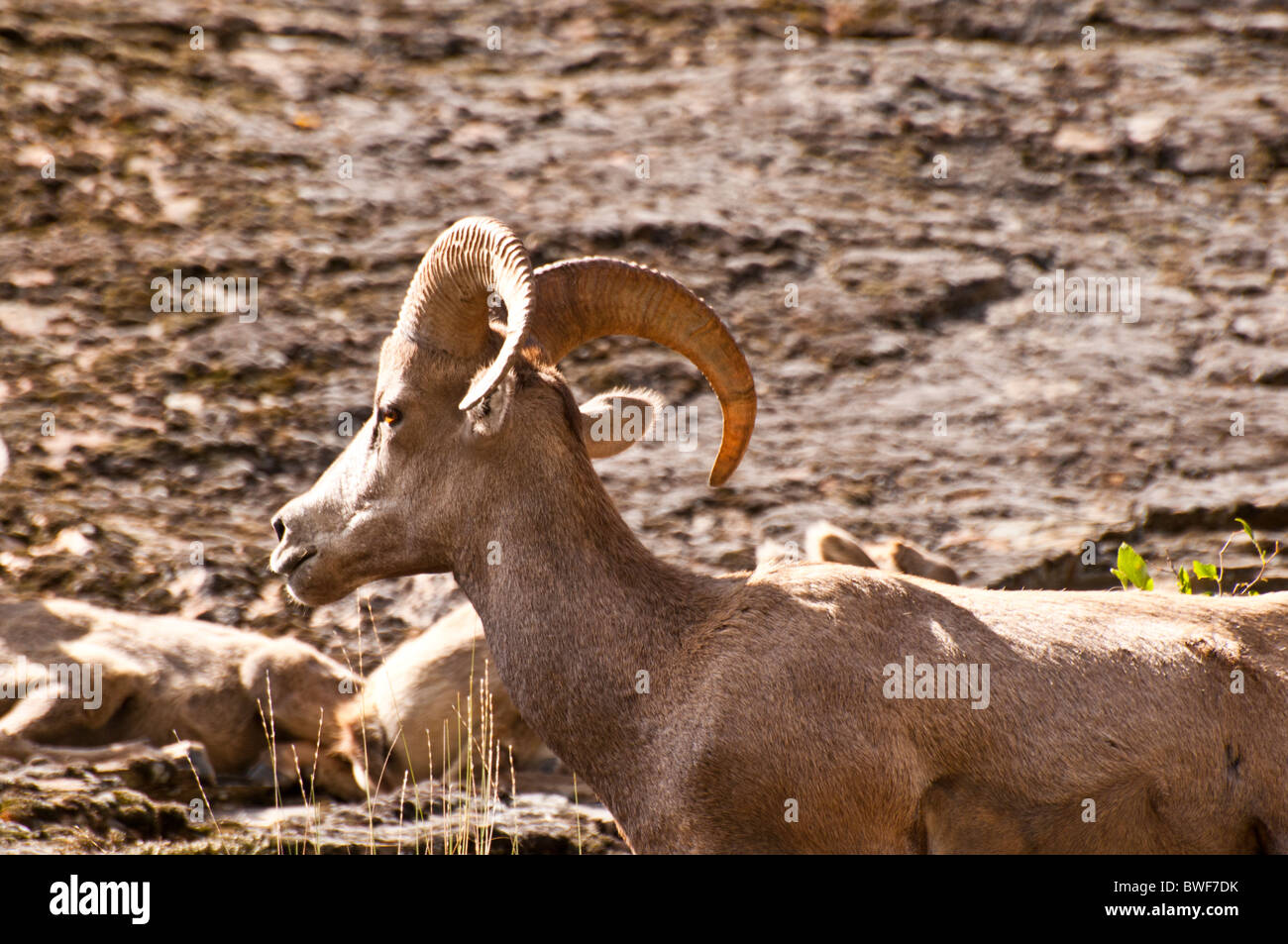 Idaho, Wildlife, Rocky Mountain Bighorn Sheep, Middle Fork of the the Salmon Stock Photo