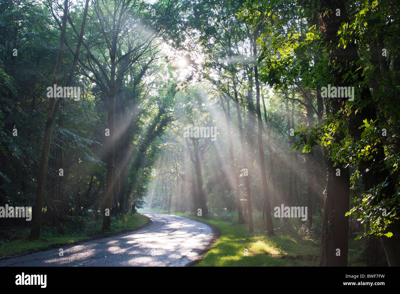 Ashridge Woods Hertfordshire Stock Photo Alamy