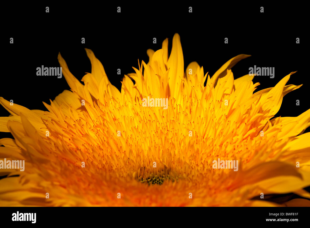 Yellow Chrysanthemum Stock Photo