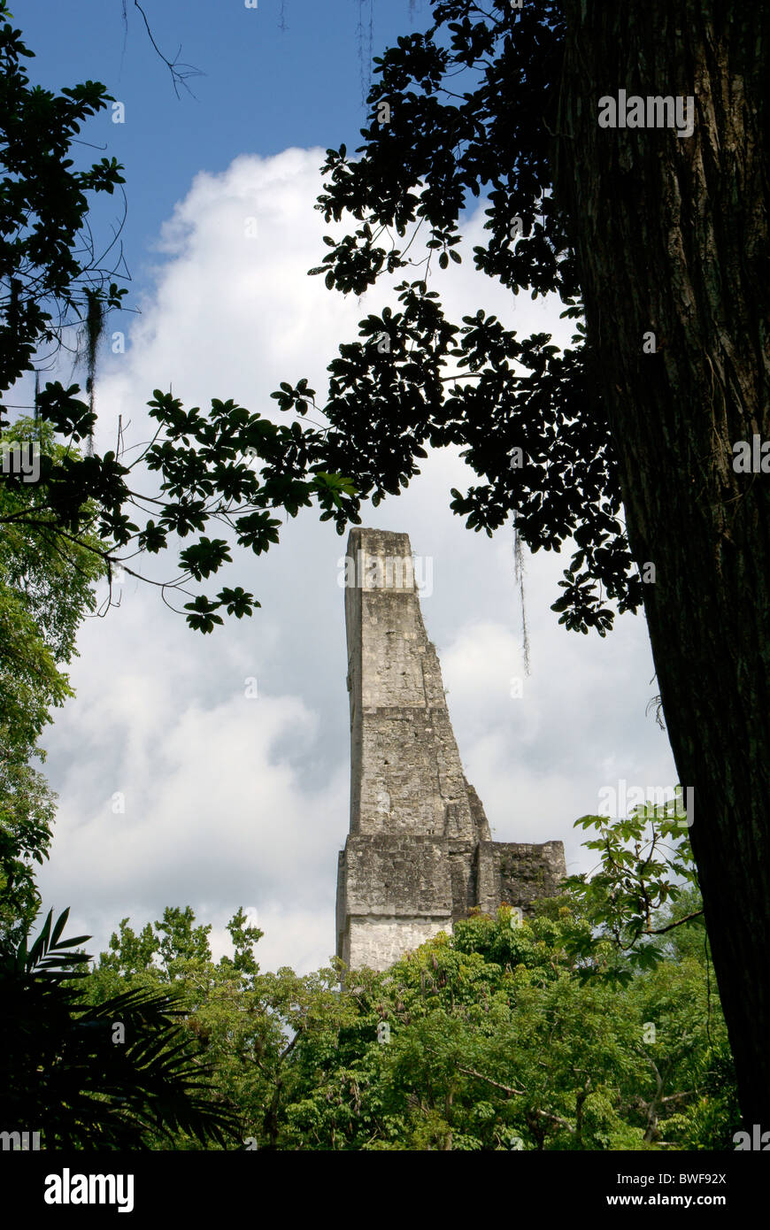 Temple IV framed by trees, Maya ruins of Tikal, El Peten, Guatemala. Tikal is a UNESCO World Heritage Site. Stock Photo