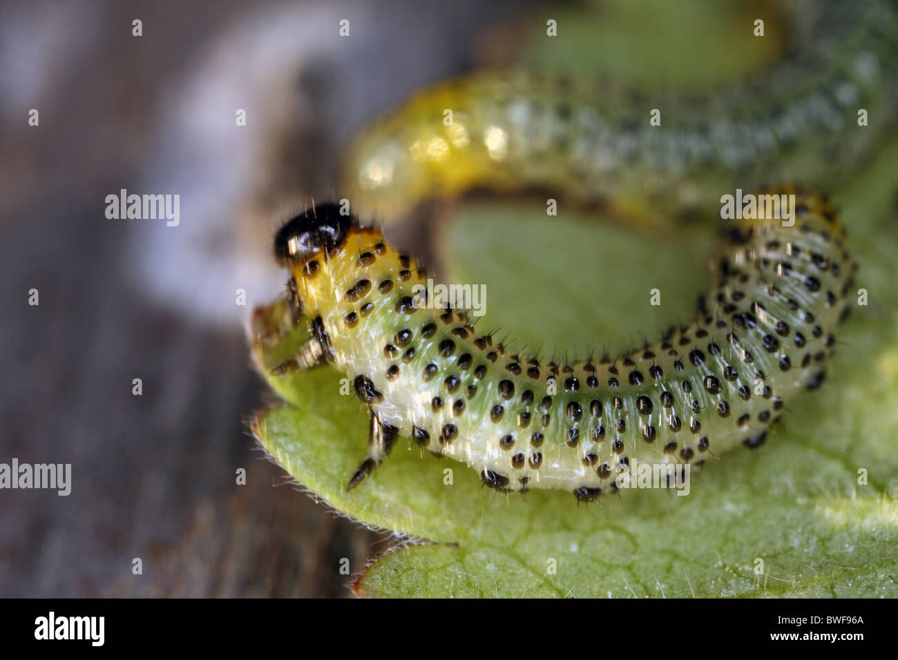 Caterpillars chewing on a leaf Stock Photo