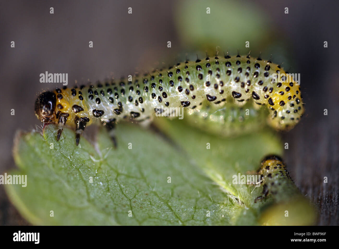 A caterpillar chewing on a leaf Stock Photo