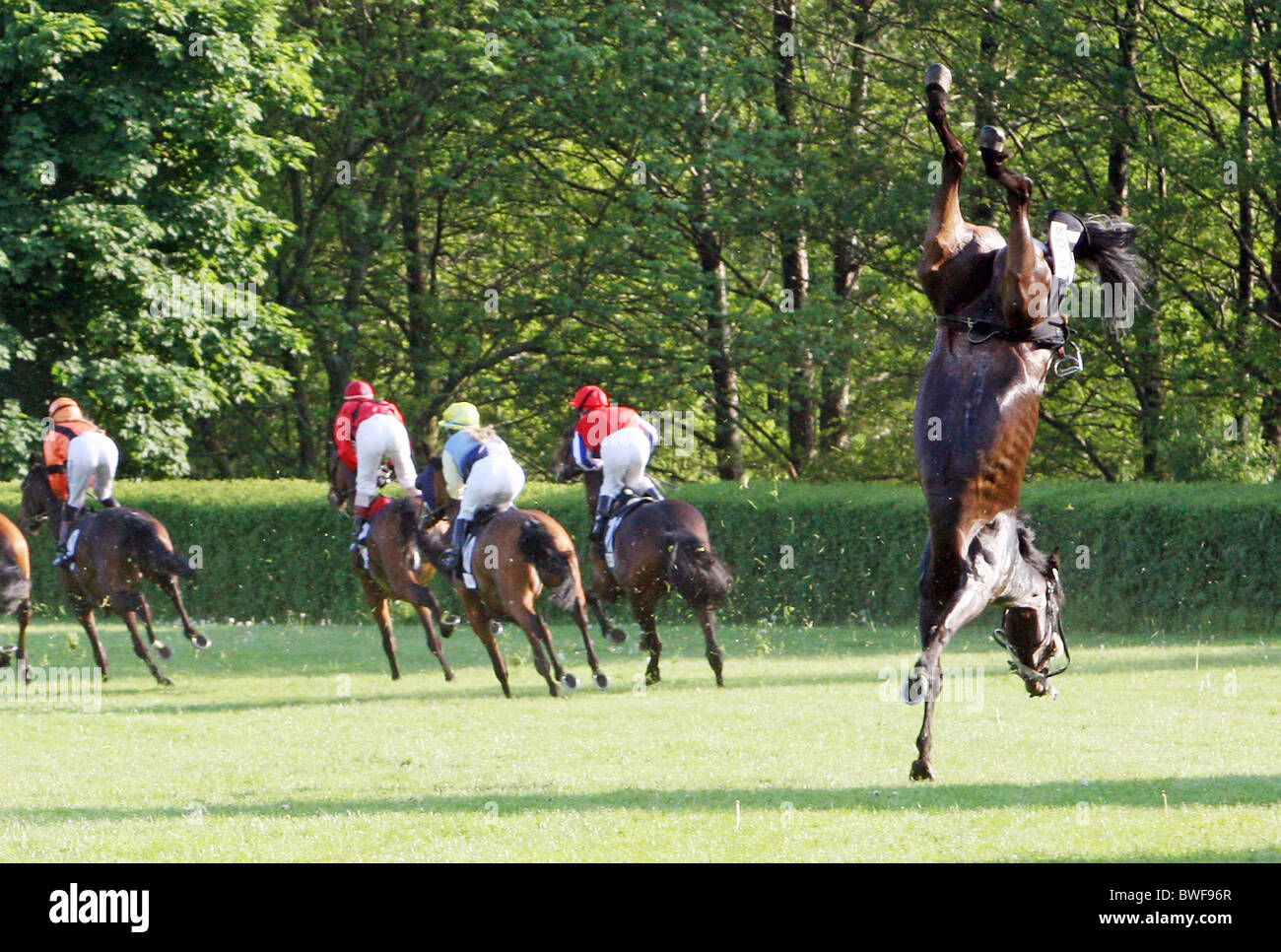 The racehorse Schattenlady in a somersault, Hannover, Germany Stock Photo