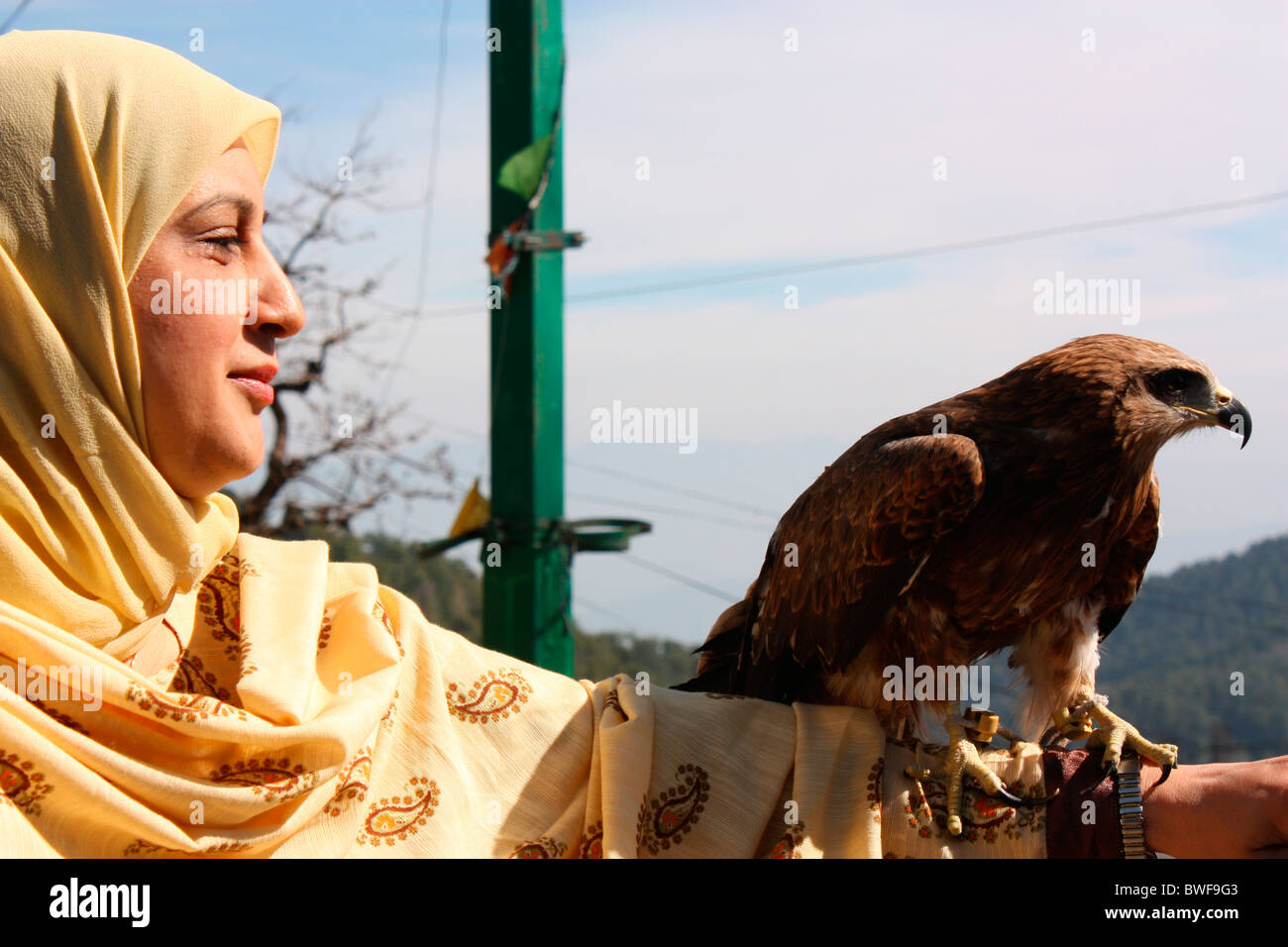 A Falcon Sitting On The Hand Of A Pakistani Woman Stock