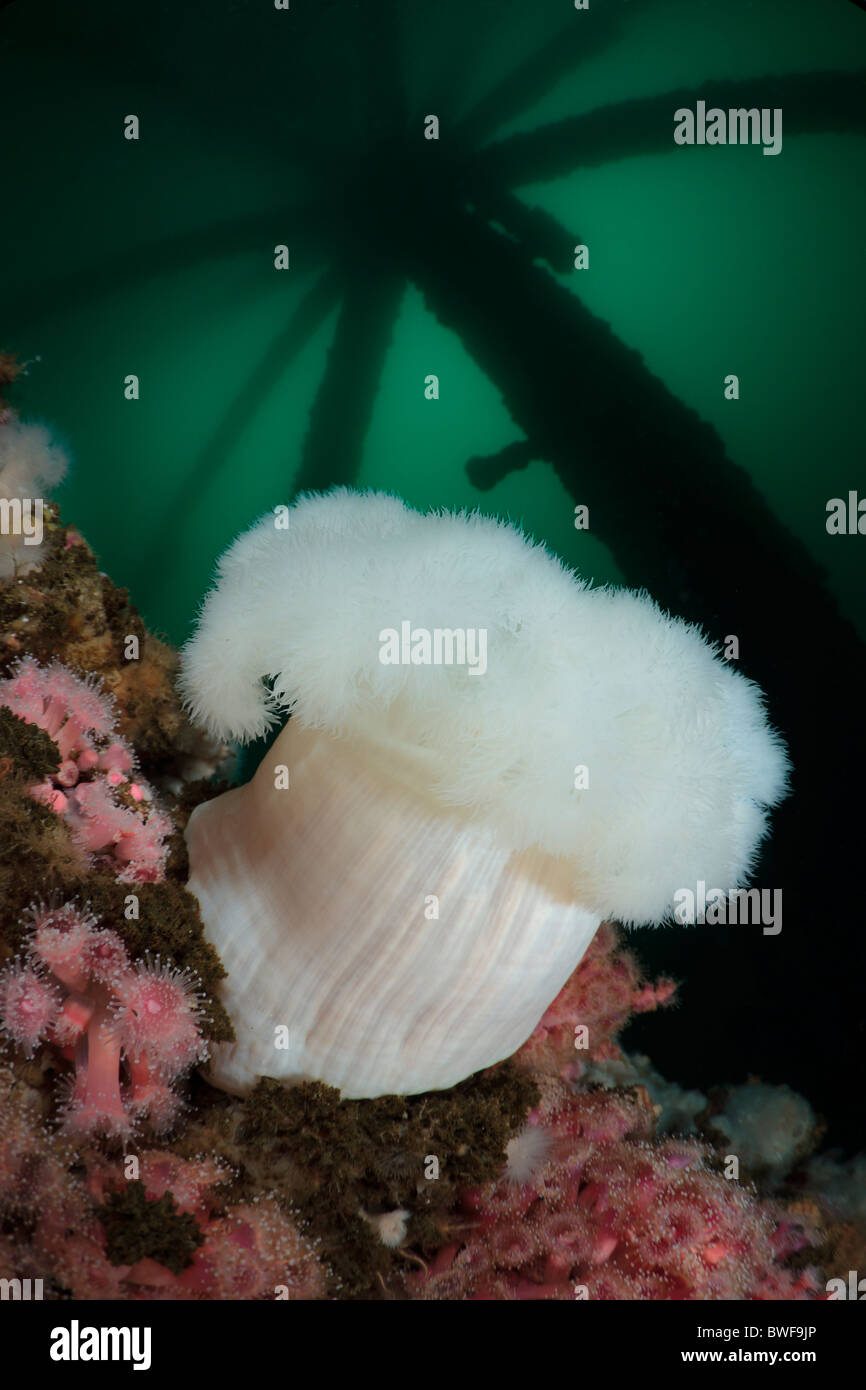 White plumed sea anemone hires stock photography and images Alamy