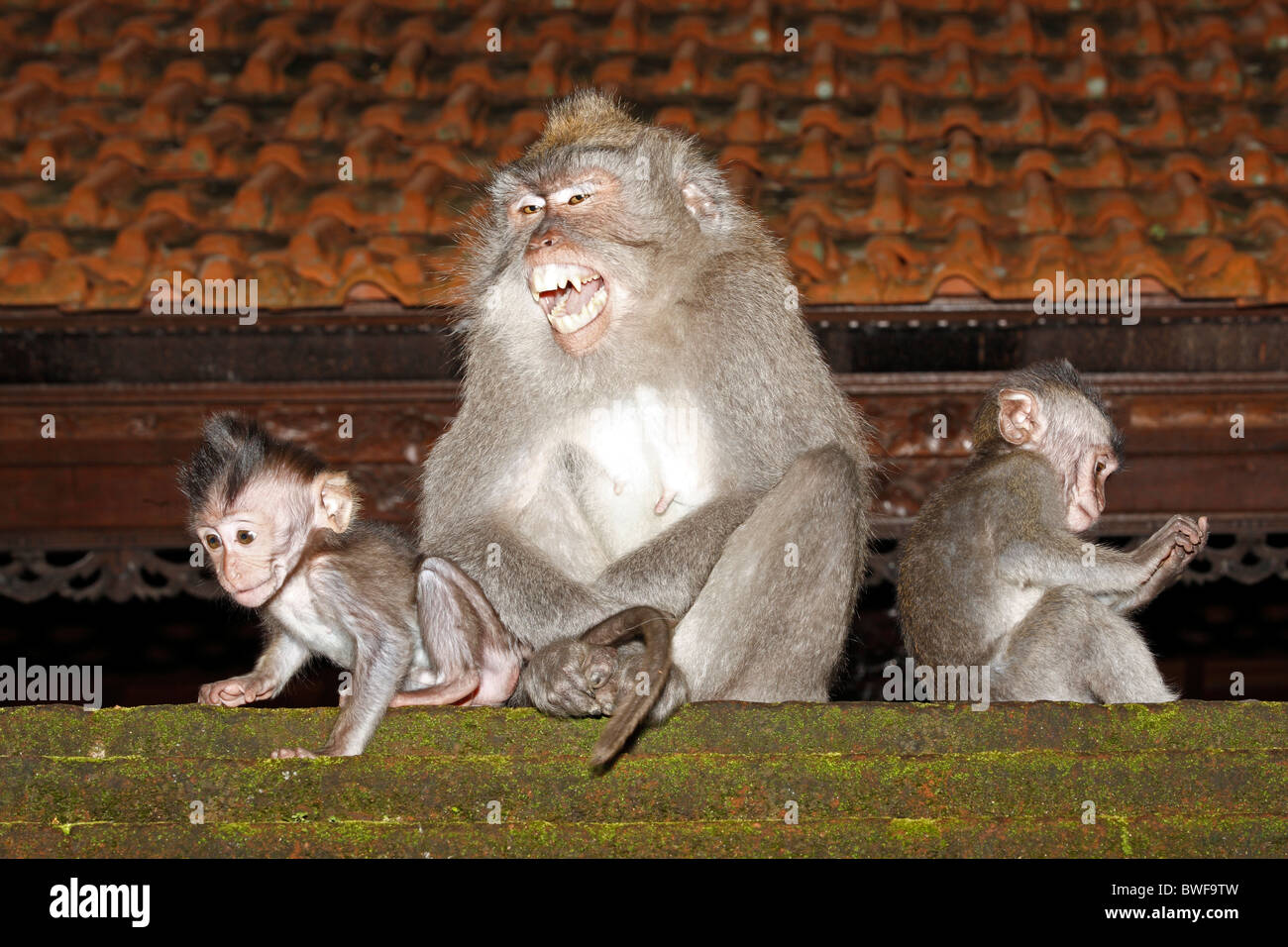 A female Long-tailed Macaques, or Crab Eating Macaque, Macaca fascicularis, caring for two babies. The adult is snarling Stock Photo