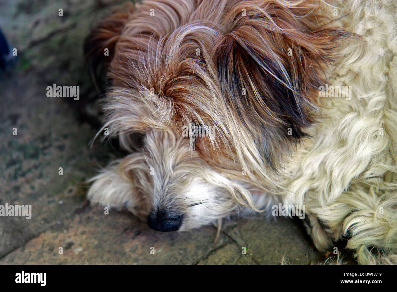 Dog sleeping under table in garden Stock Photo Alamy