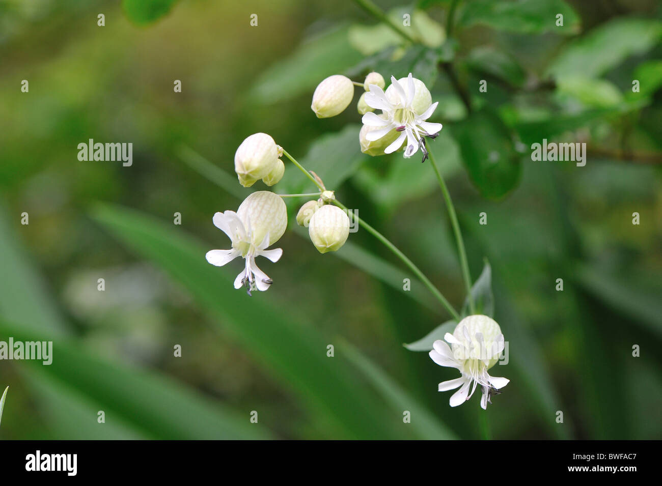 Bladder campion - Maidenstears (Silene vulgaris - Silene cucubalus) flowering in summer - Cevennes - France Stock Photo