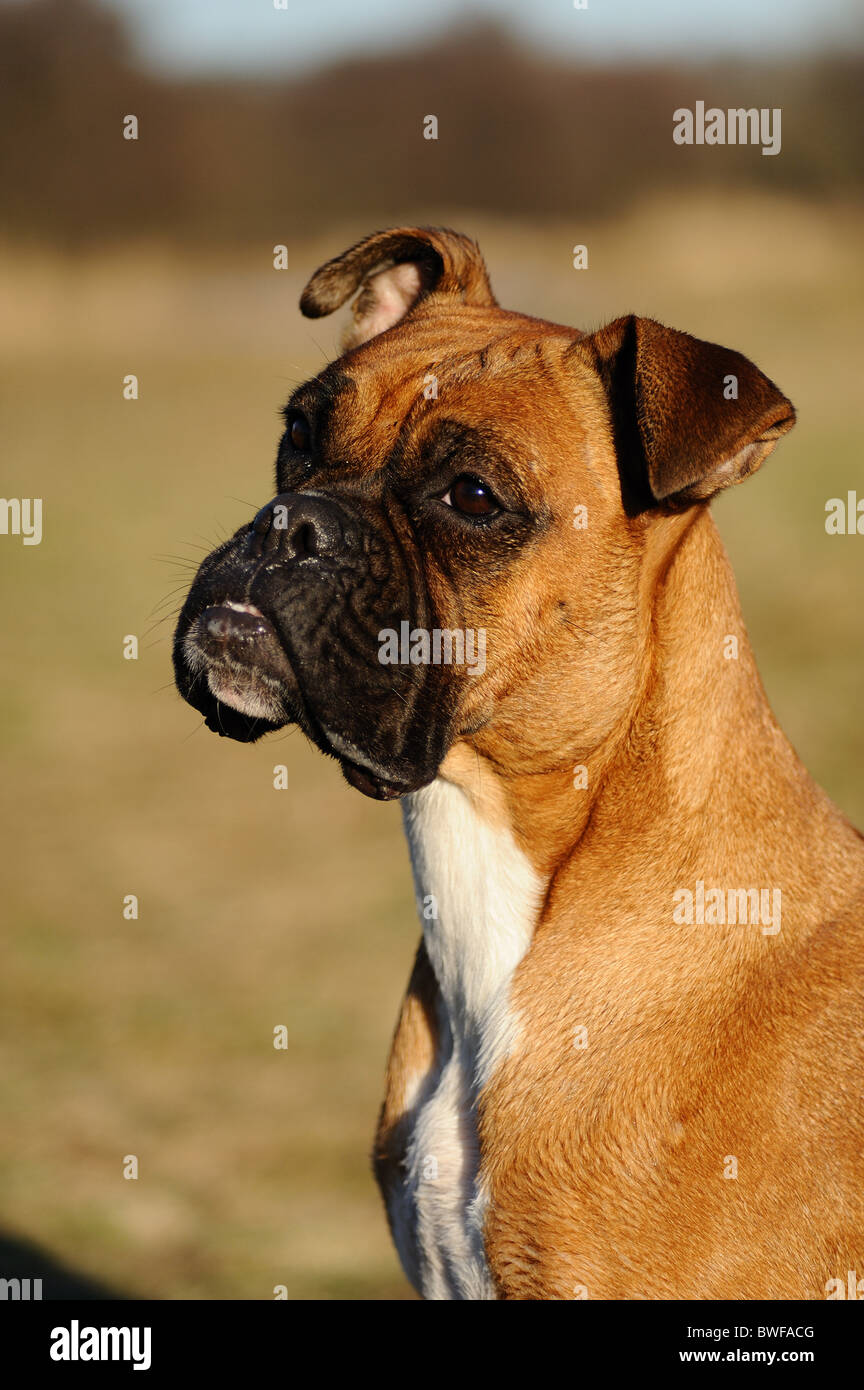 German Boxer Portrait Stock Photo - Alamy