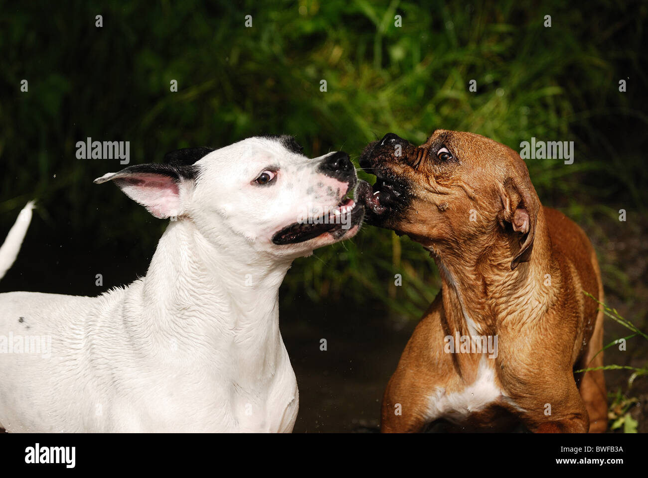 American Bulldog and German Boxer Stock Photo