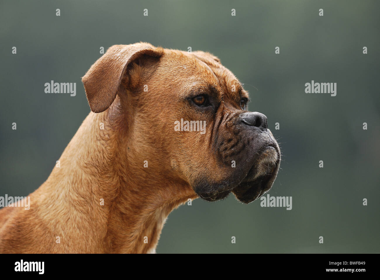 German Boxer Portrait Stock Photo - Alamy