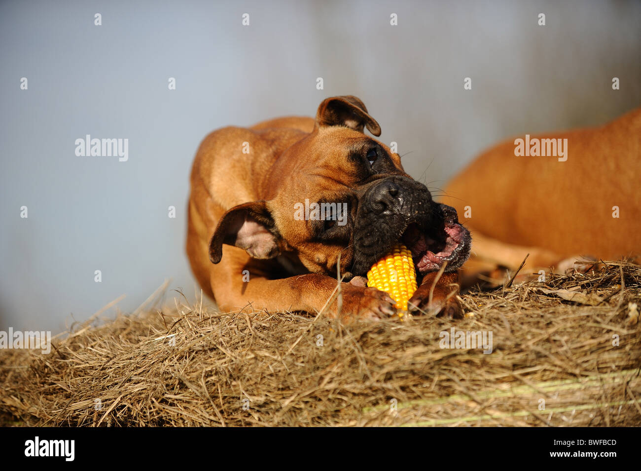 eating German Boxer Stock Photo - Alamy