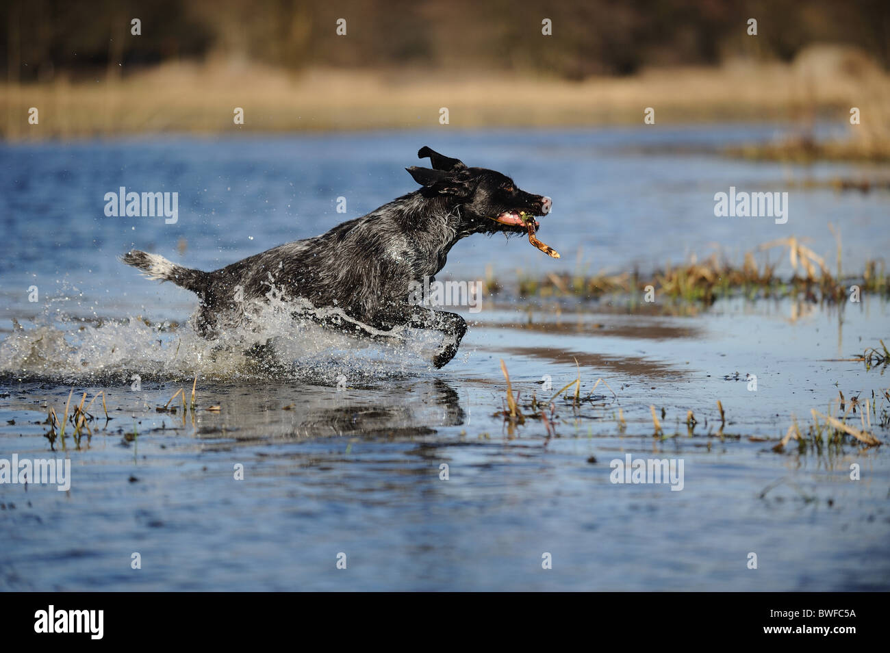playing German wirehaired Pointer Stock Photo