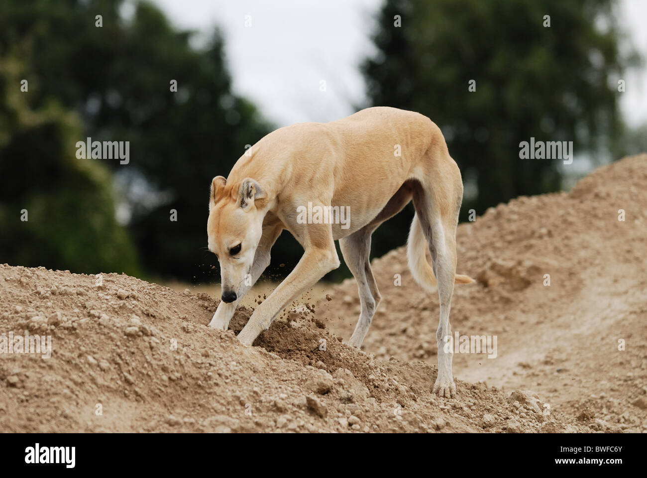 greyhound digging