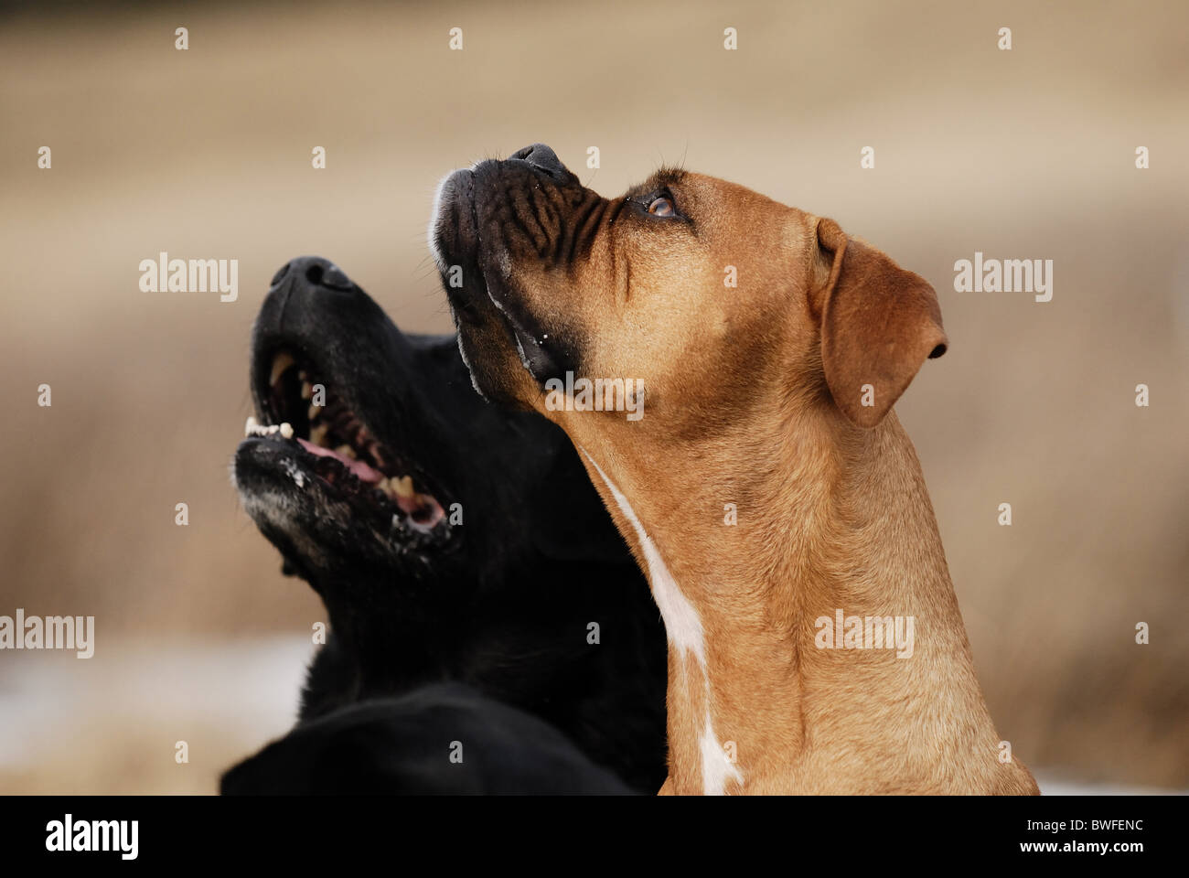 Two Dogs Look Two dogs look up hi-res stock photography and images - Alamy