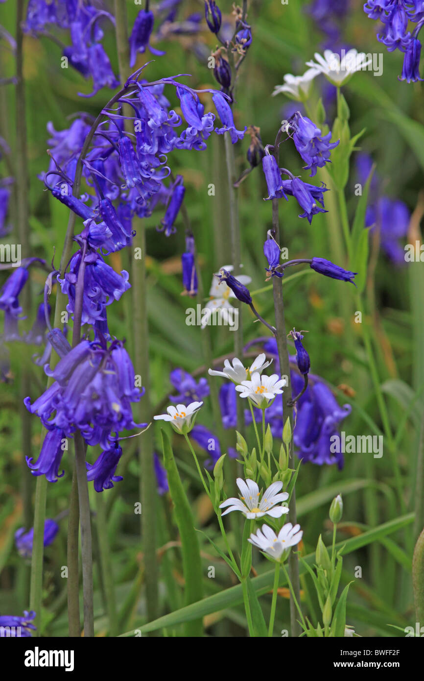 Bluebells and Mouse ears wild flowers Stock Photo
