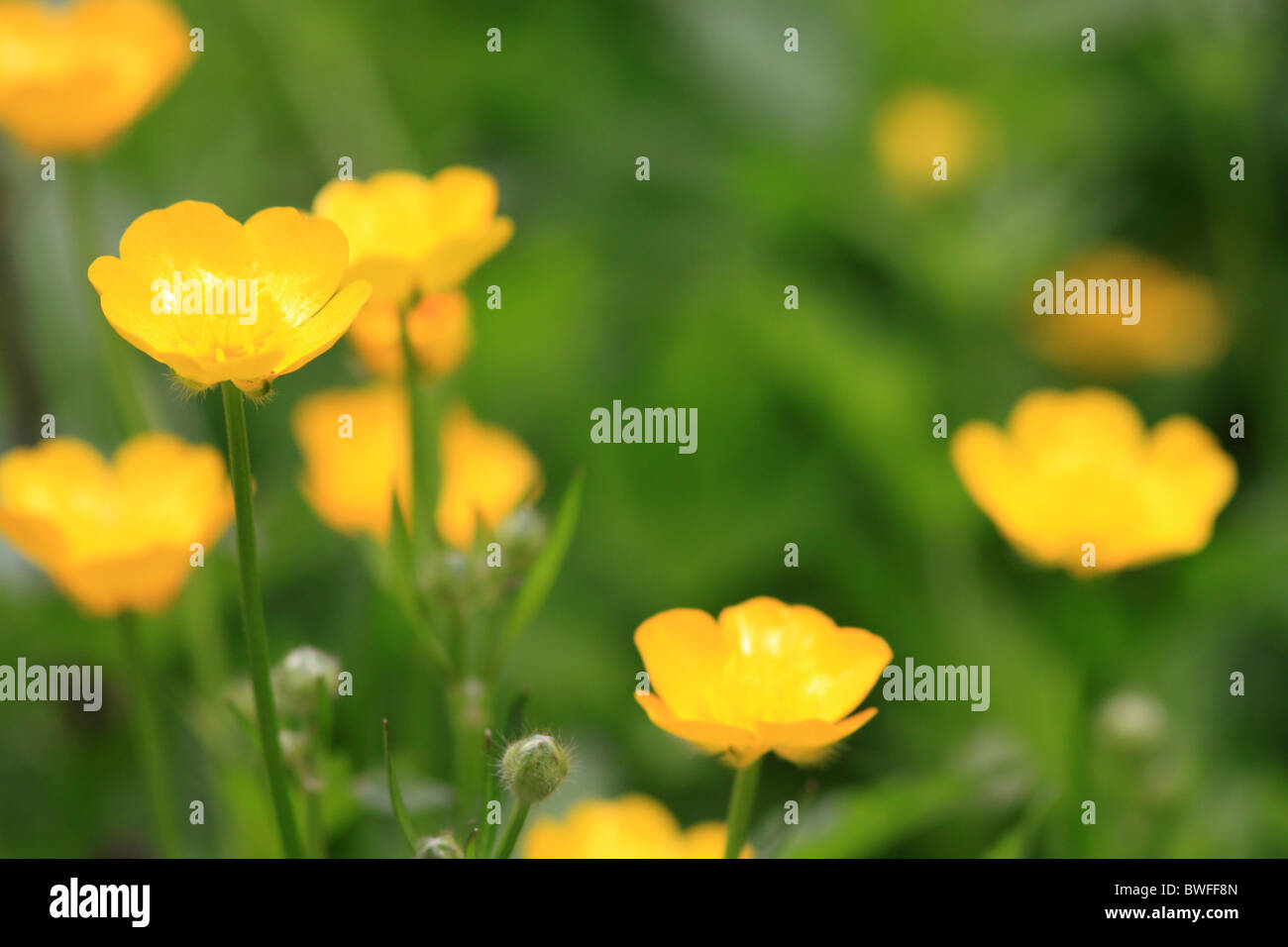Buttercups hires stock photography and images Alamy