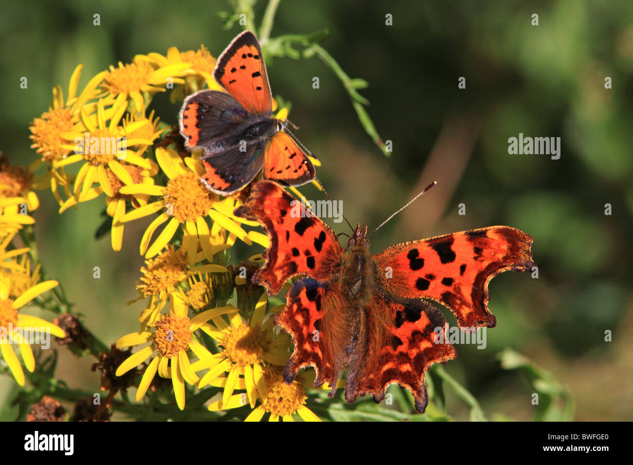 UK Butterflies Small Copper ( Lycaena phlaeas ) and Comma (Polygonia c-album ) on wild flower Ragwort Stock Photo