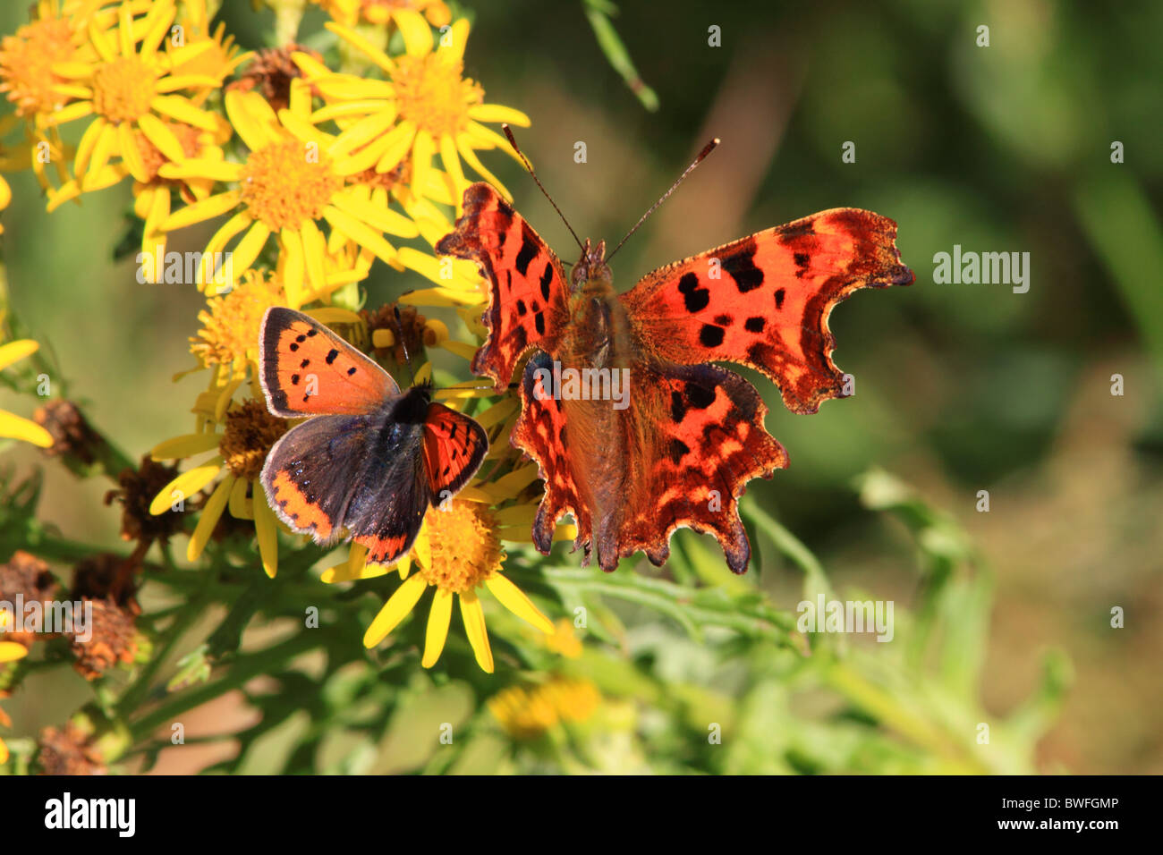 UK Butterflies Small Copper ( Lycaena phlaeas ) and Comma (Polygonia c-album ) on wild flower Ragwort Stock Photo