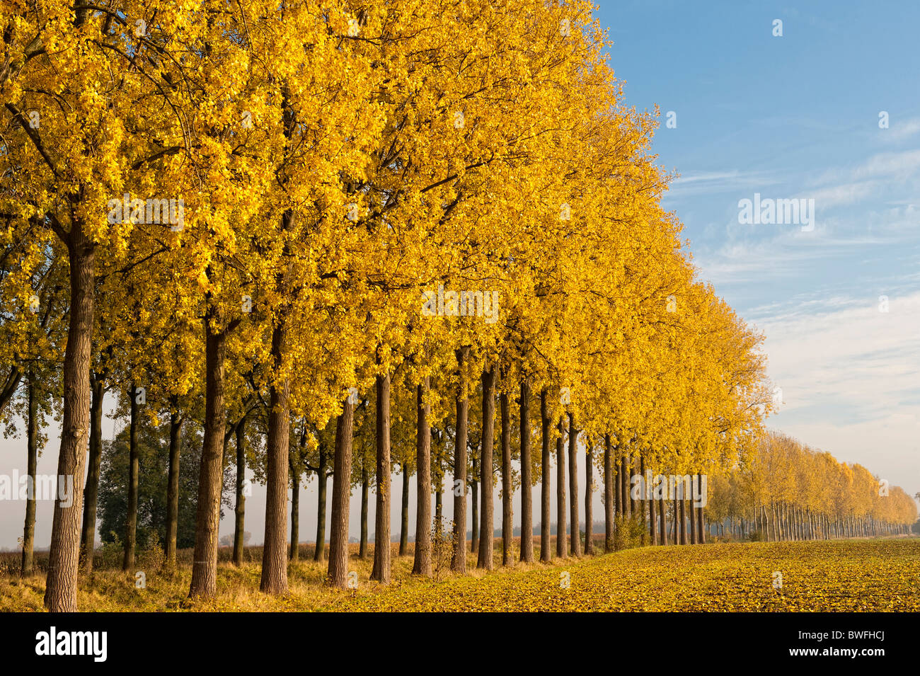 Canal de L’Espierres in autumn, Leers-Nord, Hainaut, Belgium Stock Photo