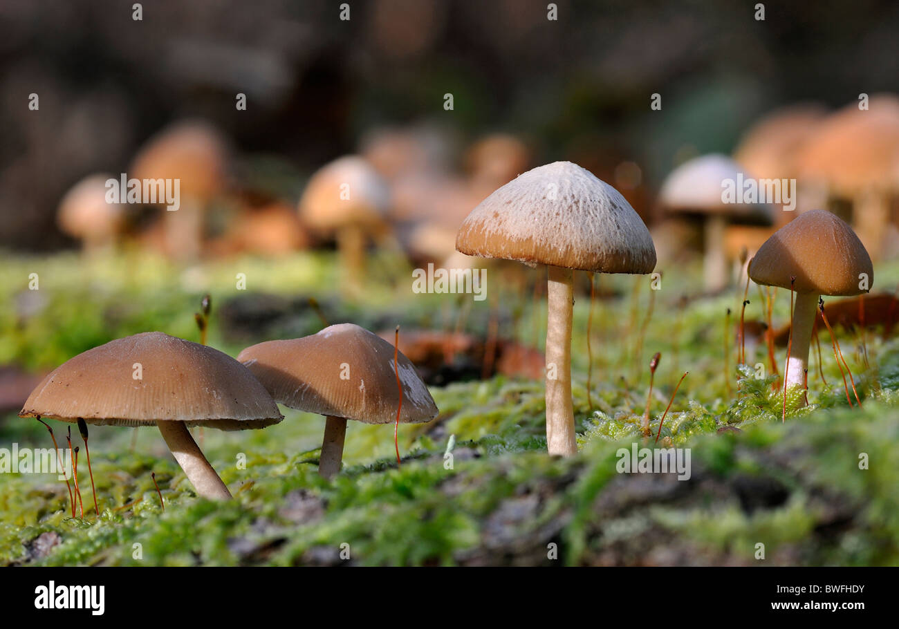 Common Stump Brittlestem Fungus - Psathyrella hydrophila Stock Photo