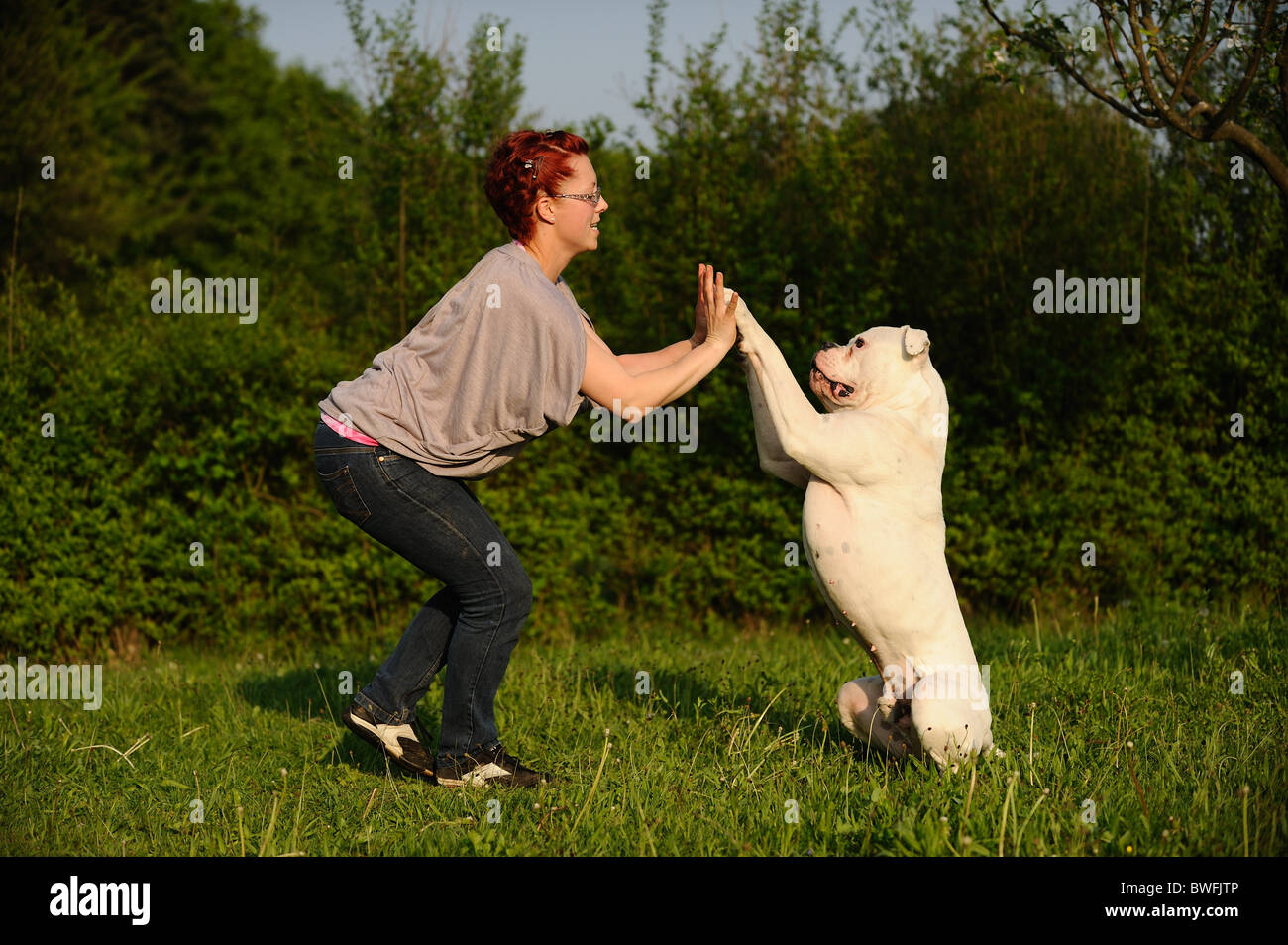 American Bulldog shows trick Stock Photo Alamy