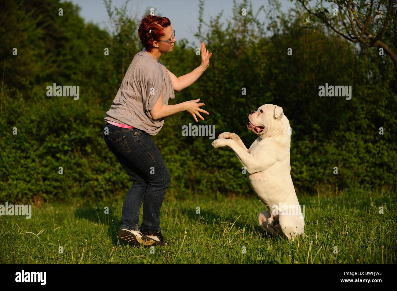 American Bulldog shows trick Stock Photo Alamy