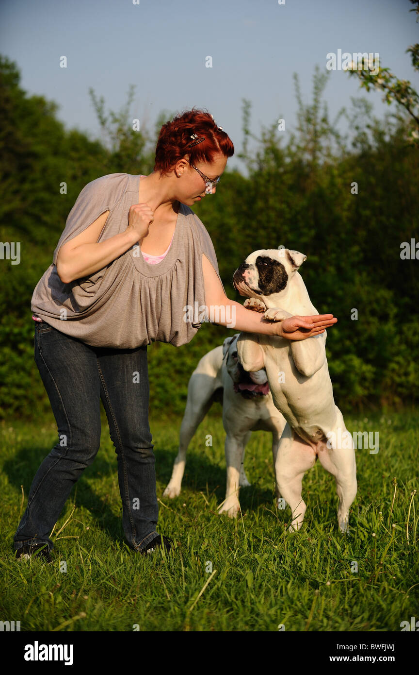 American Bulldog shows trick Stock Photo Alamy