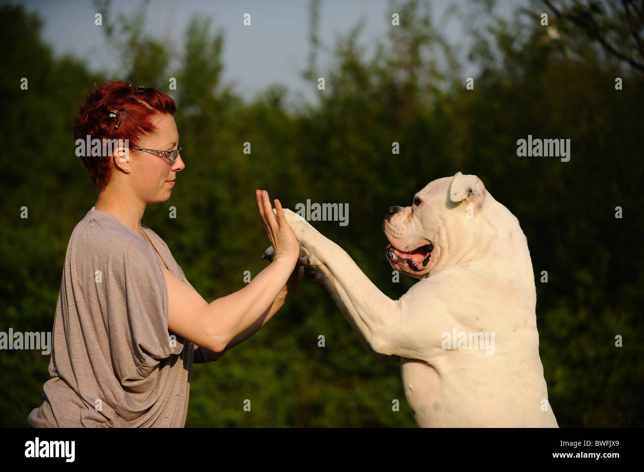 American Bulldog shows trick Stock Photo Alamy