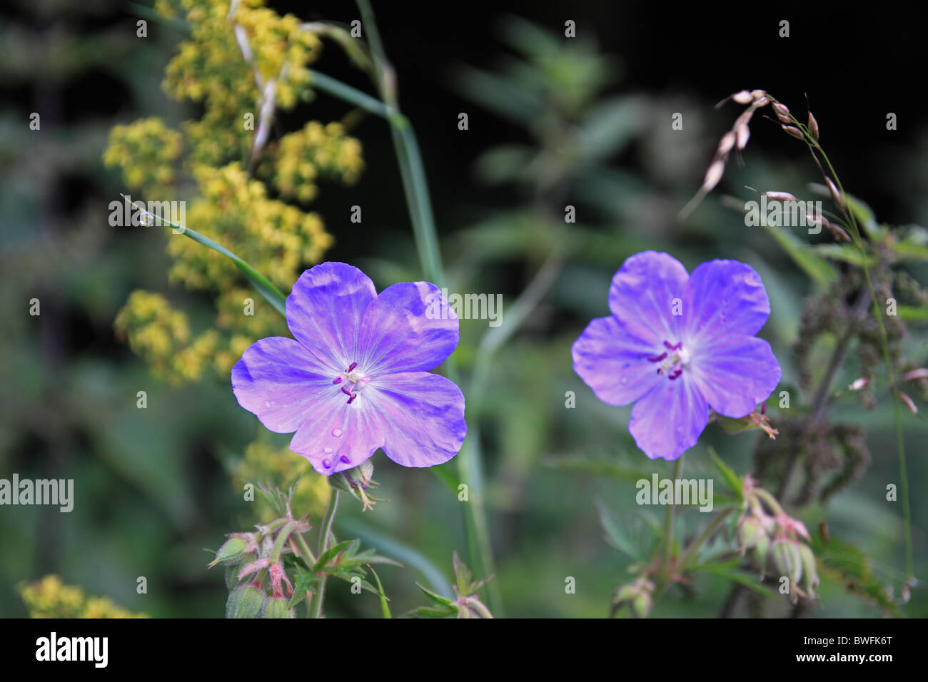 Meadow Cransbill Stock Photo